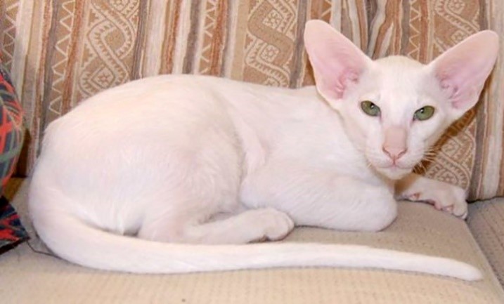 Кошка белого окраса с зелеными или салатовыми глазами